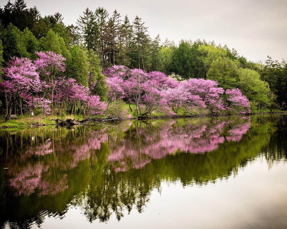 The Morton Arboretum